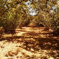 Düzce Çakırhacıibrahim Köyü Resimleri 3