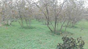 Düzce Develi Köyü Resimleri 1