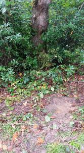 Düzce Eminaçma Köyü Resimleri 1