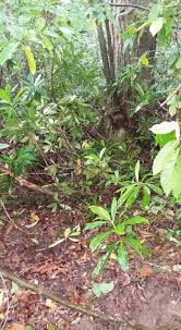 Düzce Eminaçma Köyü Resimleri 5