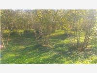 Düzce Güven Köyü Resimleri 3