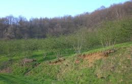 Düzce Güven Köyü Resimleri 5