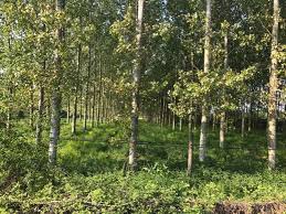 Düzce Hacıahmetler Köyü Resimleri 5