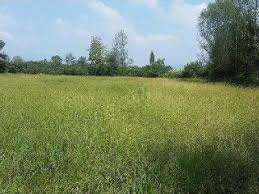 Düzce Hacıaliler Köyü Resimleri 6