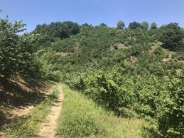 Düzce Hatipliketenciler Köyü Resimleri 2