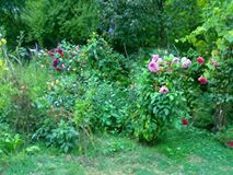 Düzce Hocaoğlu Köyü Resimleri 1