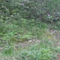 Düzce Kavakbıçkı Köyü Resimleri 7