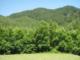 Düzce Koçyazı Köyü Resimleri 3