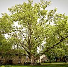 Düzce Köprübaşıömerefendi Köyü Resimleri 2