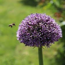 Düzce Köprübaşıömerefendi Köyü Resimleri 3