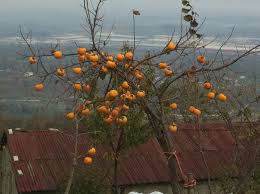 Düzce Kutlu Köyü Resimleri 4