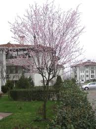 Düzce Kuyumcuhacıali, Köyü Resimleri 4