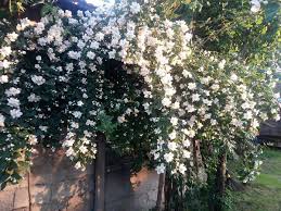 Düzce Mamure Köyü Resimleri 4