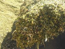 Düzce Muncurlu Köyü Resimleri 1