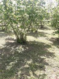 Düzce Muncurlu Köyü Resimleri 2