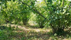 Düzce Muncurlu Köyü Resimleri 3