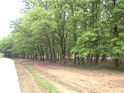 Düzce Muncurlu Köyü Resimleri 4