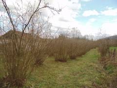 Düzce Muncurlu Köyü Resimleri 7