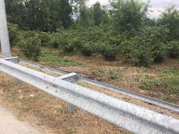 Düzce Musababa Köyü Resimleri 6