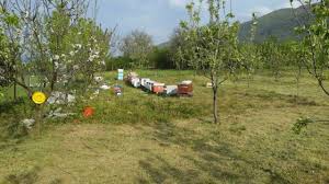 Düzce Ovapınar Köyü Resimleri 6