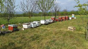 Düzce Ovapınar Köyü Resimleri 8