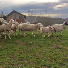 Düzce Ozanlar Köyü Resimleri 3