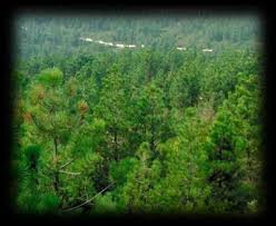 Düzce Özyanık Köyü Resimleri 2