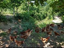 Düzce Soğukpınar Köyü Resimleri 1