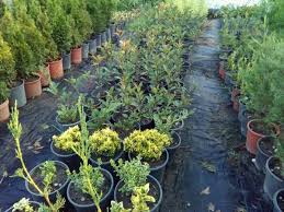 Düzce Soğukpınar Köyü Resimleri 2