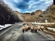 Düzce Soğukpınar Köyü Resimleri 9