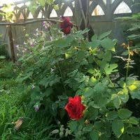 Düzce Şaziye Köyü Resimleri 5