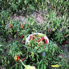 Düzce Şaziye Köyü Resimleri 6