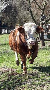 Düzce Yayla Köyü Resimleri 1