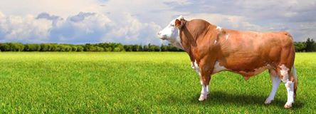 Düzce Yayla Köyü Resimleri 2