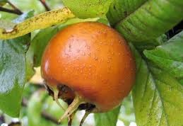 Düzce Yayla Köyü Resimleri 4