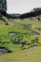 Düzce Yayla Köyü Resimleri 5