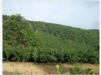 Düzce Yayla Köyü Resimleri 8