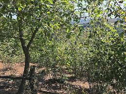 Düzce Yayla Köyü Resimleri 9