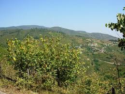 Düzce Yeniaynalı Köyü Resimleri 1