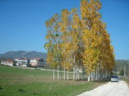 Düzce Yeniaynalı Köyü Resimleri 7