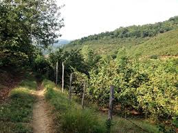 Düzce Yeşilçam Köyü Resimleri 1