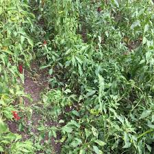 Düzce Yörük Köyü Resimleri 6