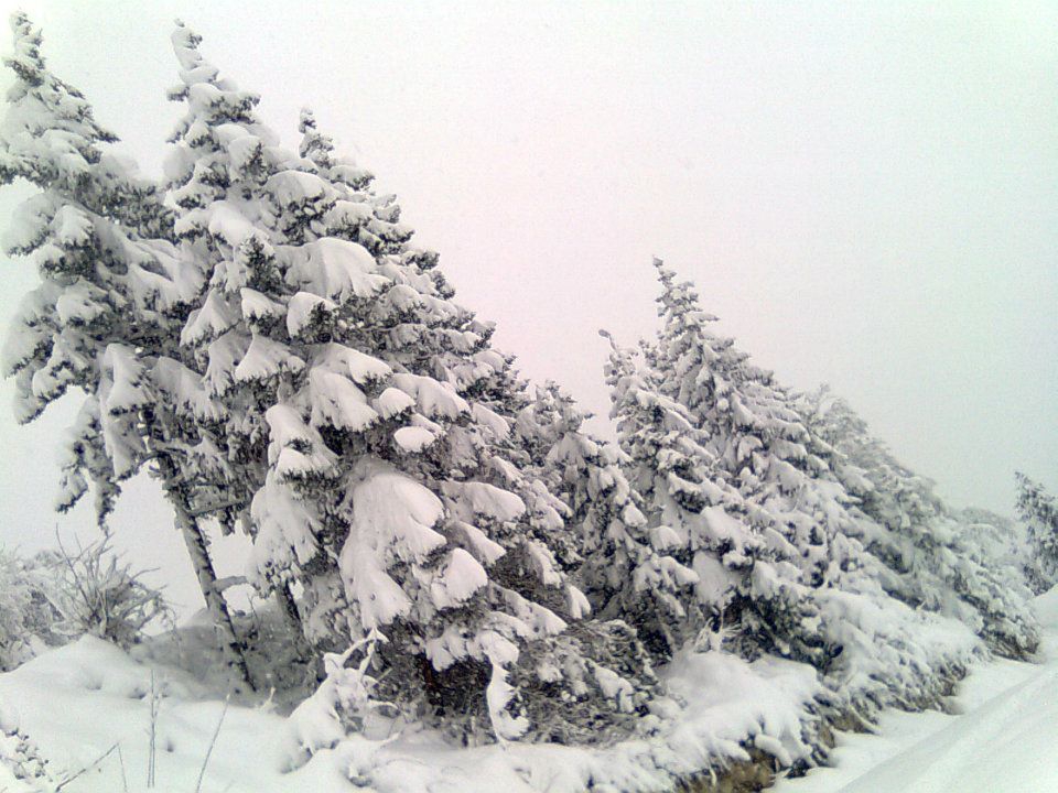 Maçka Zaferli Köyü Resimleri 24
