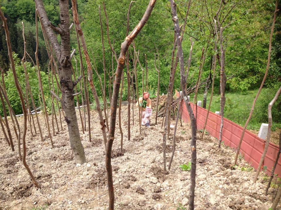 Maçka Zaferli Köyü Resimleri 35