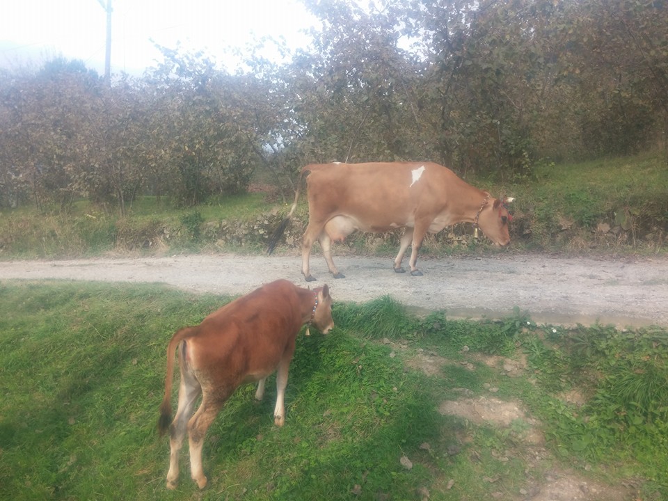 Maçka Zaferli Köyü Resimleri 39