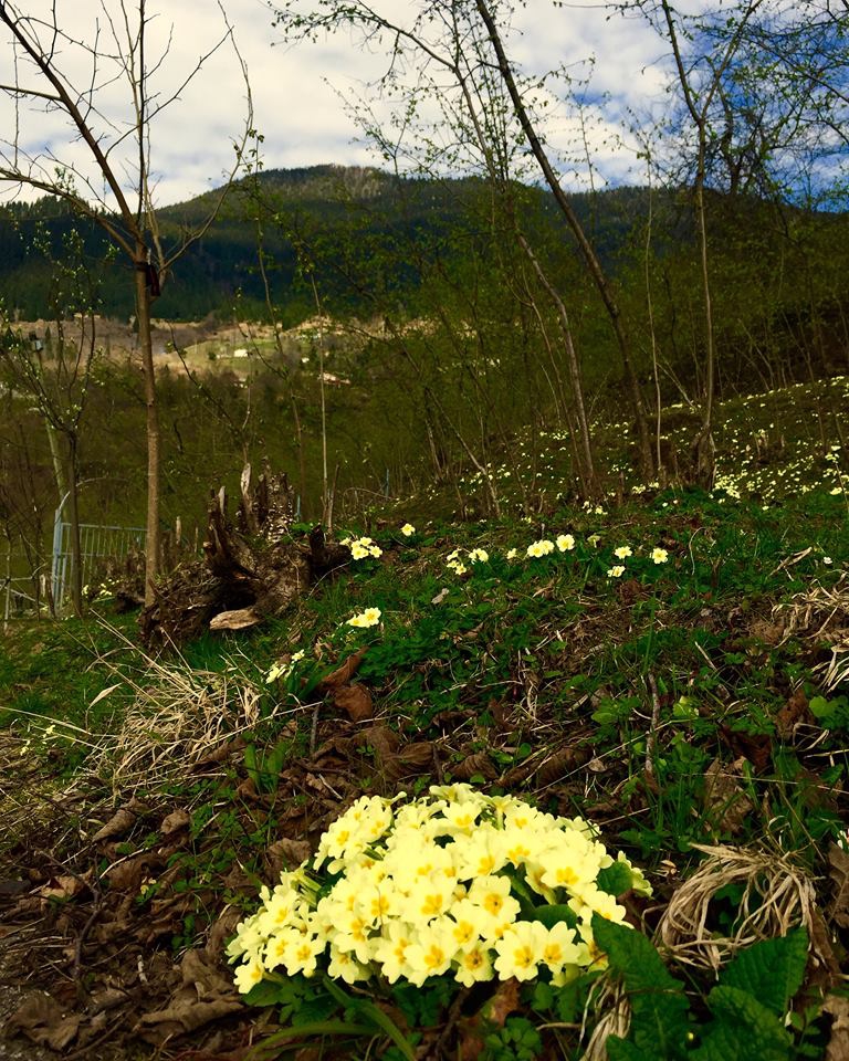 Maçka Zaferli Köyü Resimleri 41