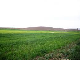 Alpu Işıkören Köyü Resimleri 5