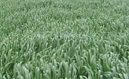 Alpu Işıkören Köyü Resimleri 7