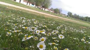 Alpu Soğutcuk Köyü Resimleri 4