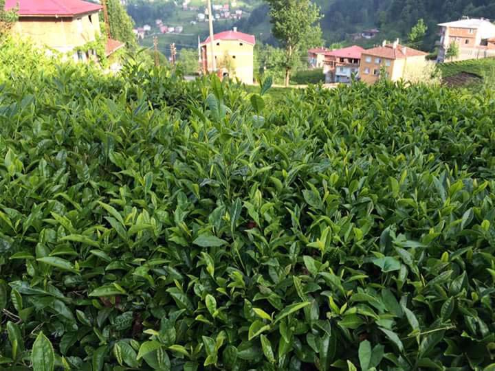 Of Bölümlü Köyü Resimleri 17